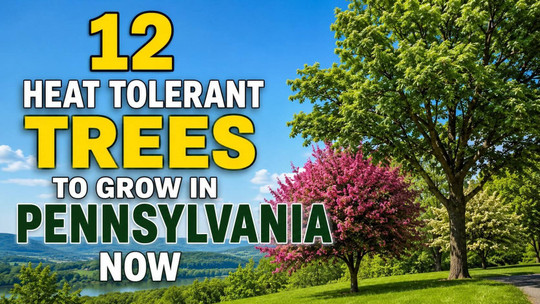 12 Heat Tolerant Trees to Grow in Pennsylvania Now