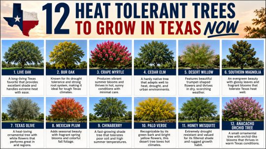12 Heat Tolerant Trees to Grow in Texas Now
