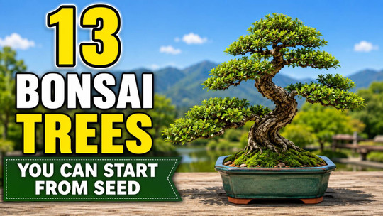 13 Bonsai Trees You Can Start From Seed