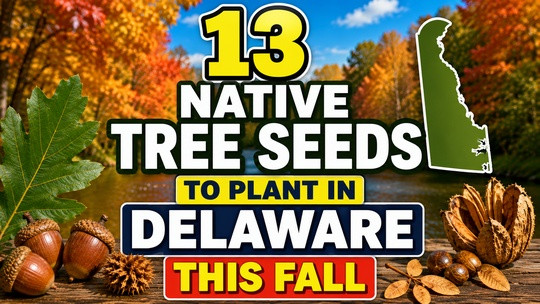 13 Native Tree Seeds to Plant in Delaware This Fall
