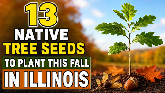 13 Native Tree Seeds to Plant This Fall in Illinois