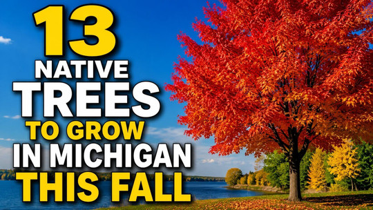 13 Native Trees to Grow in Michigan This Fall