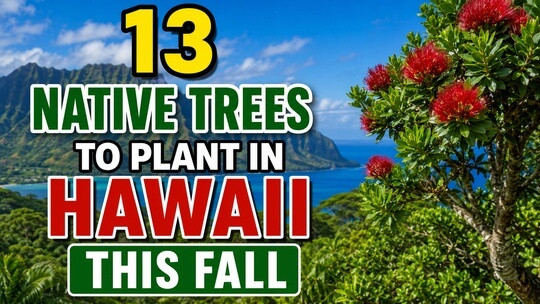 13 Native Trees to Plant in Hawaii This Fall