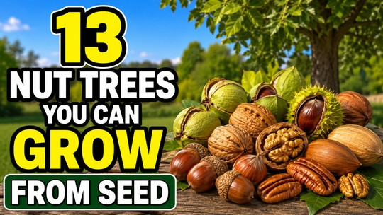 13 Nut Trees You Can Grow From Seed