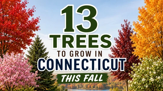 13 Trees to Grow in Connecticut This Fall