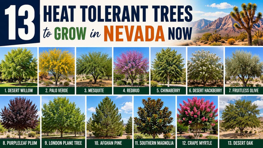 13 Heat Tolerant Trees to Grow in Nevada Now