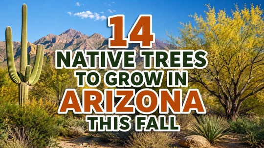 14 Native Trees to Grow in Arizona This Fall