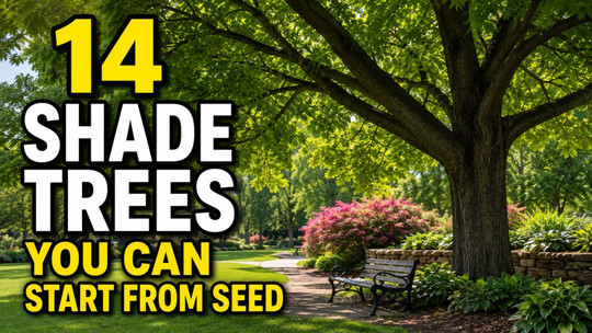 14 Shade Trees You Can Start From Seed