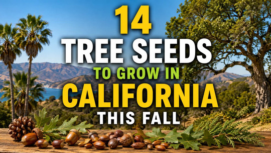 14 Tree Seeds to Grow in California This Fall
