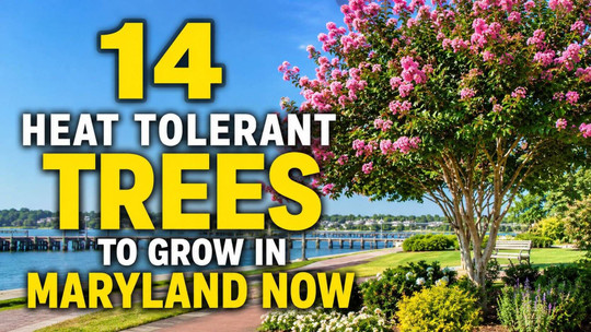 14 Heat-Tolerant Trees to Grow in Maryland Now