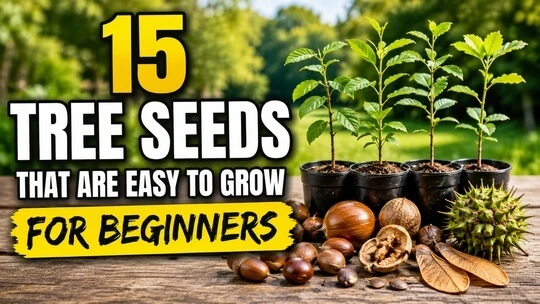 15 Tree Seeds That Are Easy to Grow for Beginners
