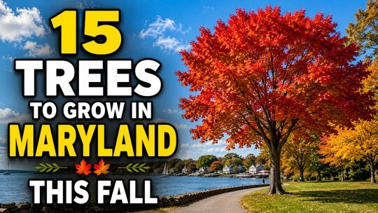 15 Trees to Grow in Maryland This Fall