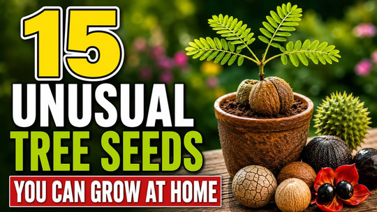 15 Unusual Tree Seeds You Can Grow at Home