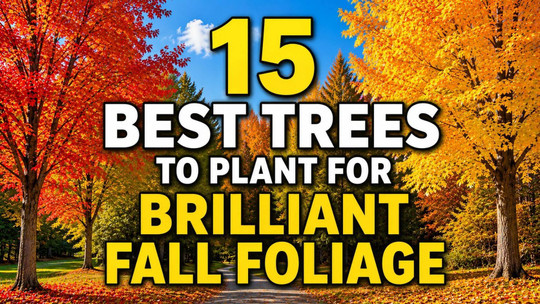 15 Best Trees to Plant for Brilliant Fall Foliage
