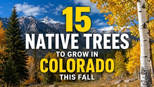 15 Native Trees to Grow in Colorado This Fall
