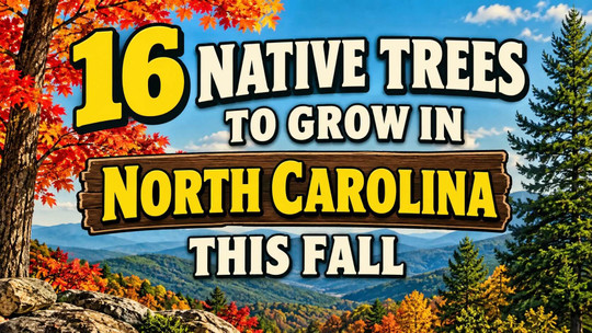 16 Native Trees to Grow in North Carolina This Fall