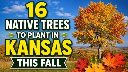 16 Native Trees to Plant in Kansas This Fall