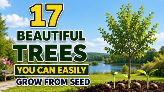 17 Beautiful Trees You Can Easily Grow from Seed