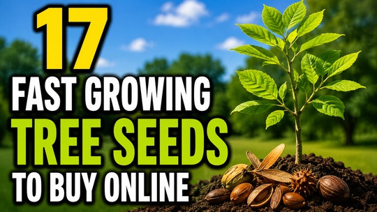 17 Fast Growing Tree Seeds to Buy Online