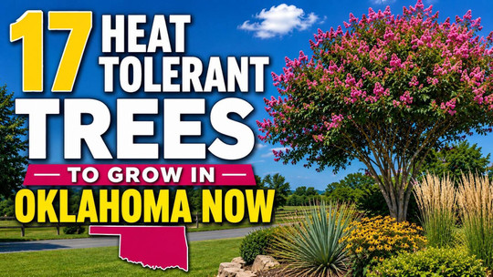 17 Heat-Tolerant Trees to Grow in Oklahoma Now