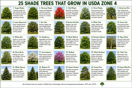 25 Shade Trees That Grow in USDA Zone 4