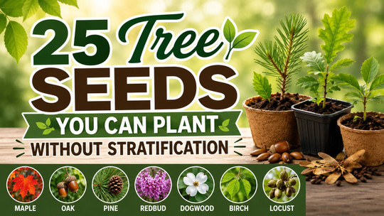 25 Tree Seeds You Can Plant Without Stratification