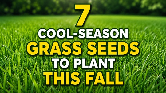 7 Cool-Season Grass Seeds to Plant This Fall