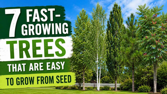 7 Fast-Growing Trees That Are Easy to Grow from Seed
