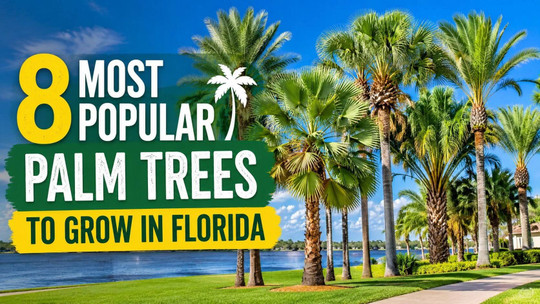 8 Most Popular Palm Trees to Grow in Florida