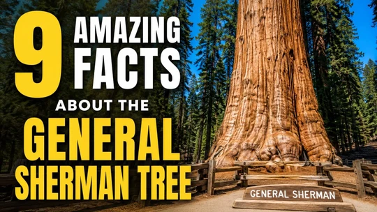 9 Amazing Facts About the General Sherman Tree