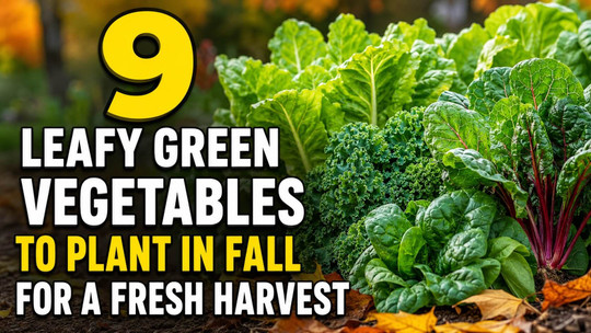 9 Leafy Green Vegetables to Plant in Fall for a Fresh Harvest