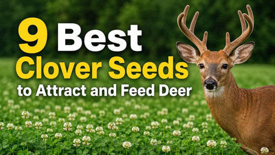 9 Best Clover Seeds to Attract and Feed Deer