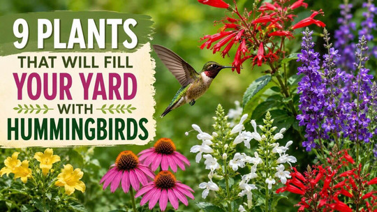 9 Plants That Will Fill Your Yard with Hummingbirds