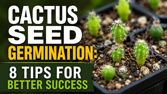 Cactus Seed Germination: 8 Tips for Better Success