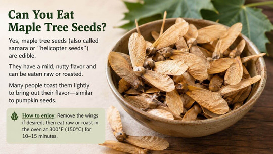 Can You Eat Maple Tree Seeds?