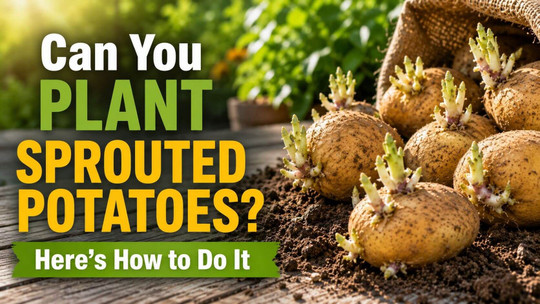 Can You Plant Sprouted Potatoes? Here’s How to Do It