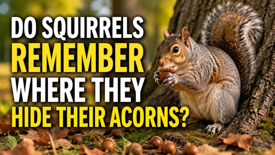 Do Squirrels Remember Where They Hide Their Acorns?