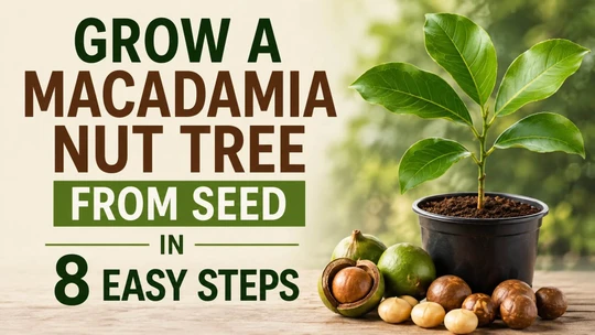 Grow a Macadamia Nut Tree from Seed in 8 Easy Steps