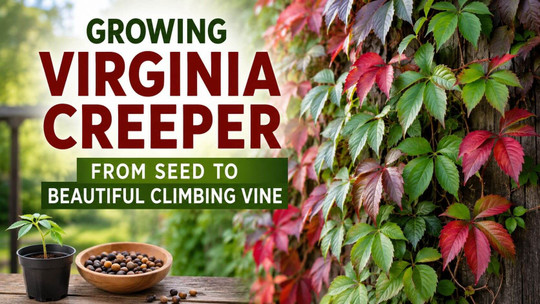 Growing Virginia Creeper from Seed: From Seed to a Beautiful Climbing Vine