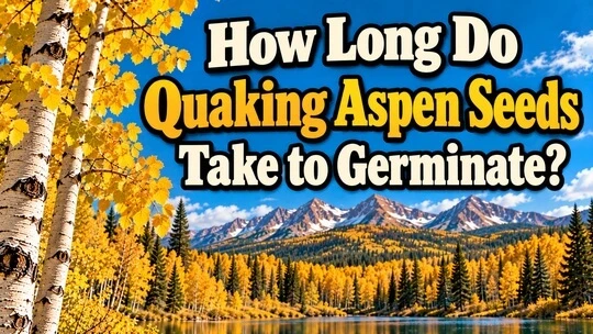  How Long Do Quaking Aspen Seeds Take to Germinate?