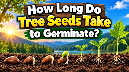 How Long Do Tree Seeds Take to Germinate?