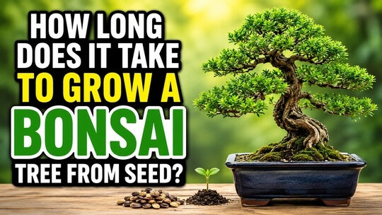 How Long Does It Take to Grow a Bonsai Tree from Seed?