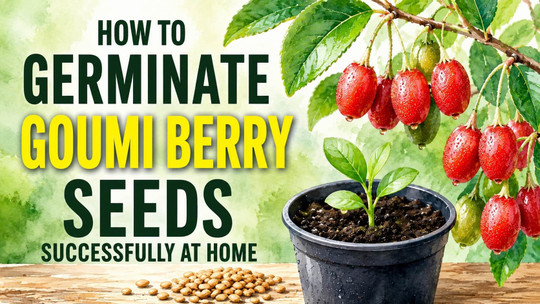 How to Germinate Goumi Berry Seeds Successfully at Home