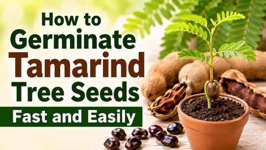 How to Germinate Tamarind Tree Seeds Fast and Easily