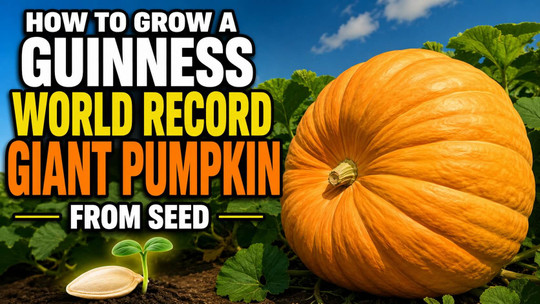 How to Grow a Guinness World Record Giant Pumpkin From Seed