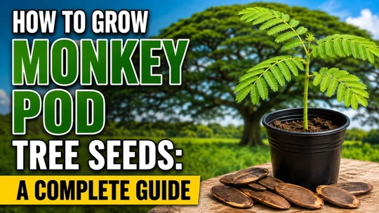 How to Grow Monkey Pod Tree Seeds: A Complete Guide