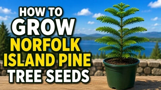 How to Grow Norfolk Island Pine Tree Seeds
