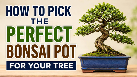 How to Pick the Perfect Bonsai Pot for Your Tree