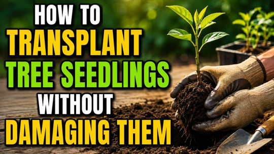 How to Transplant Tree Seedlings Without Damaging Them