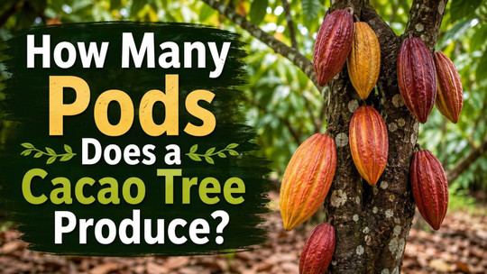 How Many Pods Does a Cacao Tree Produce?